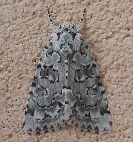 Réf. 306 747 : Nyctobrya muralis